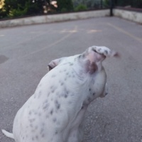 Dogo Arjantin, Köpek  Benek fotoğrafı