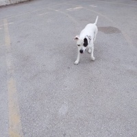 Dogo Arjantin, Köpek  Benek fotoğrafı