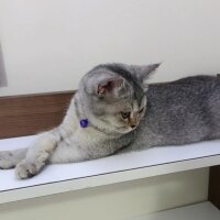 British Shorthair, Kedi  British fotoğrafı