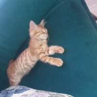 Tekir Kedi, Kedi  Lokum fotoğrafı