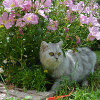 British Longhair, Kedi  Sufle fotoğrafı
