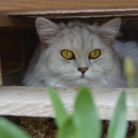 British Longhair, Kedi  Sufle fotoğrafı