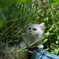 British Longhair, Kedi  Sufle fotoğrafı