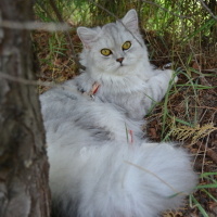 British Longhair, Kedi  Sufle fotoğrafı