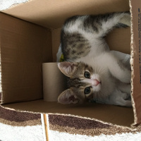 Tekir Kedi, Kedi  YUMOŞ fotoğrafı