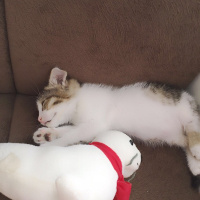 Tekir Kedi, Kedi  YUMOŞ fotoğrafı