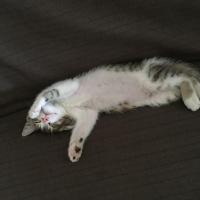 Tekir Kedi, Kedi  YUMOŞ fotoğrafı