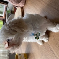 Maltese, Köpek  Pascal fotoğrafı