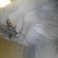 İran Kedisi (Persian), Kedi  SU fotoğrafı