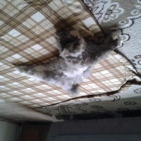 İran Kedisi (Persian), Kedi  SU fotoğrafı