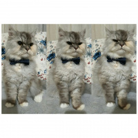 İran Kedisi (Persian), Kedi  SU fotoğrafı