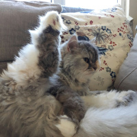 İran Kedisi (Persian), Kedi  SU fotoğrafı
