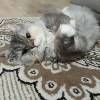 İran Kedisi (Persian), Kedi  SU fotoğrafı