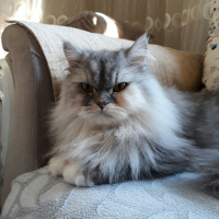 İran Kedisi (Persian), Kedi  SU fotoğrafı