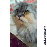 İran Kedisi (Persian), Kedi  SU fotoğrafı