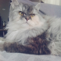 İran Kedisi (Persian), Kedi  SU fotoğrafı