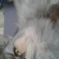 İran Kedisi (Persian), Kedi  SU fotoğrafı