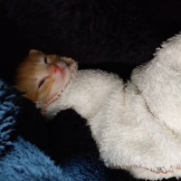 Tekir Kedi, Kedi  bal fotoğrafı