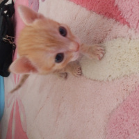 Tekir Kedi, Kedi  bal fotoğrafı