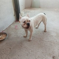 Fransız Bulldog, Köpek  Zeus fotoğrafı