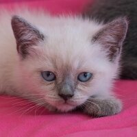 British Shorthair, Kedi  British shorthair bluepoint fotoğrafı