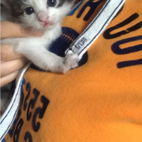 Ankara Kedisi, Kedi  Şukufe fotoğrafı