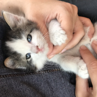 Ankara Kedisi, Kedi  Şukufe fotoğrafı
