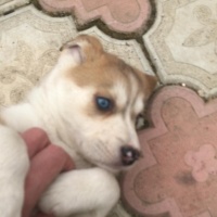 Sibirya Kurdu (Husky), Köpek  Foxy fotoğrafı