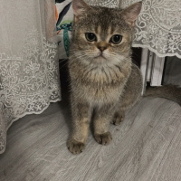 British Shorthair, Kedi  Şans eros fotoğrafı