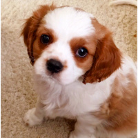 Cavalier King Charles Spanieli, Köpek  wisky fotoğrafı