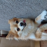 Pomeranyalı, Köpek  Waffle fotoğrafı