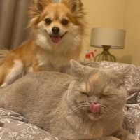 Pomeranyalı, Köpek  Waffle fotoğrafı