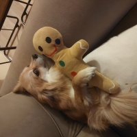Pomeranyalı, Köpek  Waffle fotoğrafı