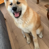 Akita İnu, Köpek  Yoda fotoğrafı