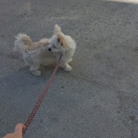 Maltese, Köpek  Coco fotoğrafı