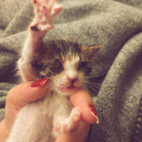 Tekir Kedi, Kedi  Helen fotoğrafı