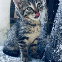 Tuxedo (Smokin) Kedi, Kedi  Sarı papatya fotoğrafı