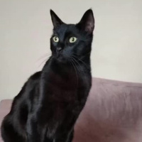 Bombay, Kedi  Küba fotoğrafı