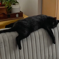 Bombay, Kedi  Küba fotoğrafı