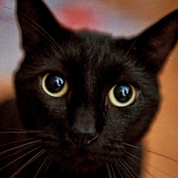 Bombay, Kedi  Küba fotoğrafı