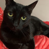 Bombay, Kedi  Küba fotoğrafı