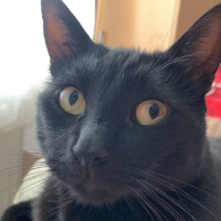 Bombay, Kedi  Küba fotoğrafı