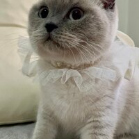 Scottish Fold, Kedi  Luna fotoğrafı