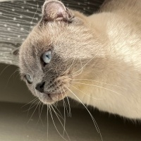 Scottish Fold, Kedi  Luna fotoğrafı