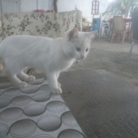 Van Kedisi, Kedi  pispis fotoğrafı