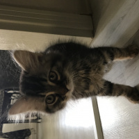 Chinchilla, Kedi  Mimi fotoğrafı