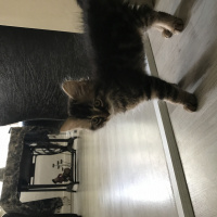 Chinchilla, Kedi  Mimi fotoğrafı