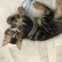Chinchilla, Kedi  Mimi fotoğrafı