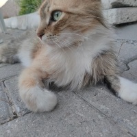Tekir Kedi, Kedi  Tekir sokak kedis fotoğrafı