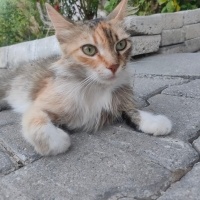 Tekir Kedi, Kedi  Tekir sokak kedis fotoğrafı